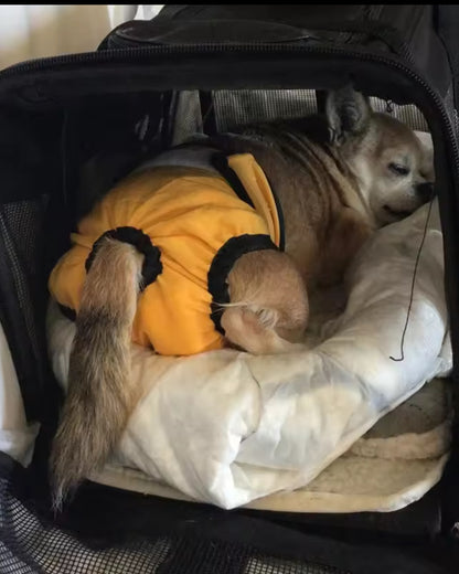 Mutandine igieniche riutilizzabili per cani e gatti